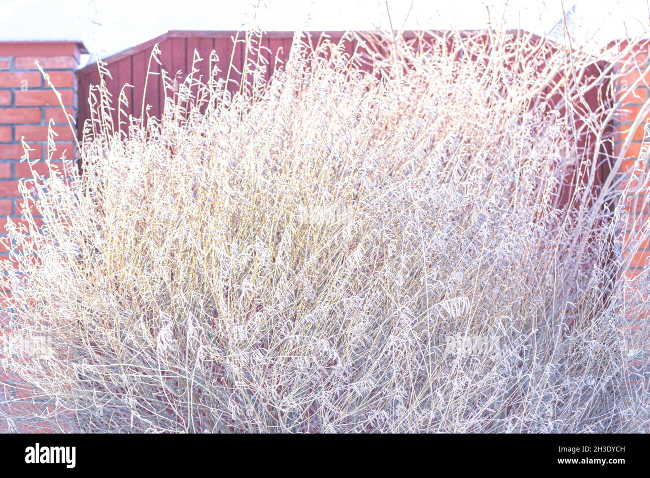 Lush wild grass covered with hoarfrost against yard fence Stock Photo