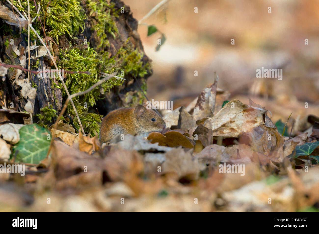 bank vole (Clethrionomys glareolus, Myodes glareolus), sitting on the forest floor between leaves , Germany Stock Photo