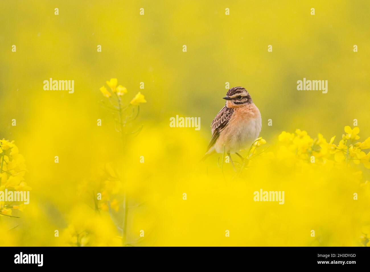 whinchat (Saxicola rubetra), perched in a blooming rape field, Germany Stock Photo