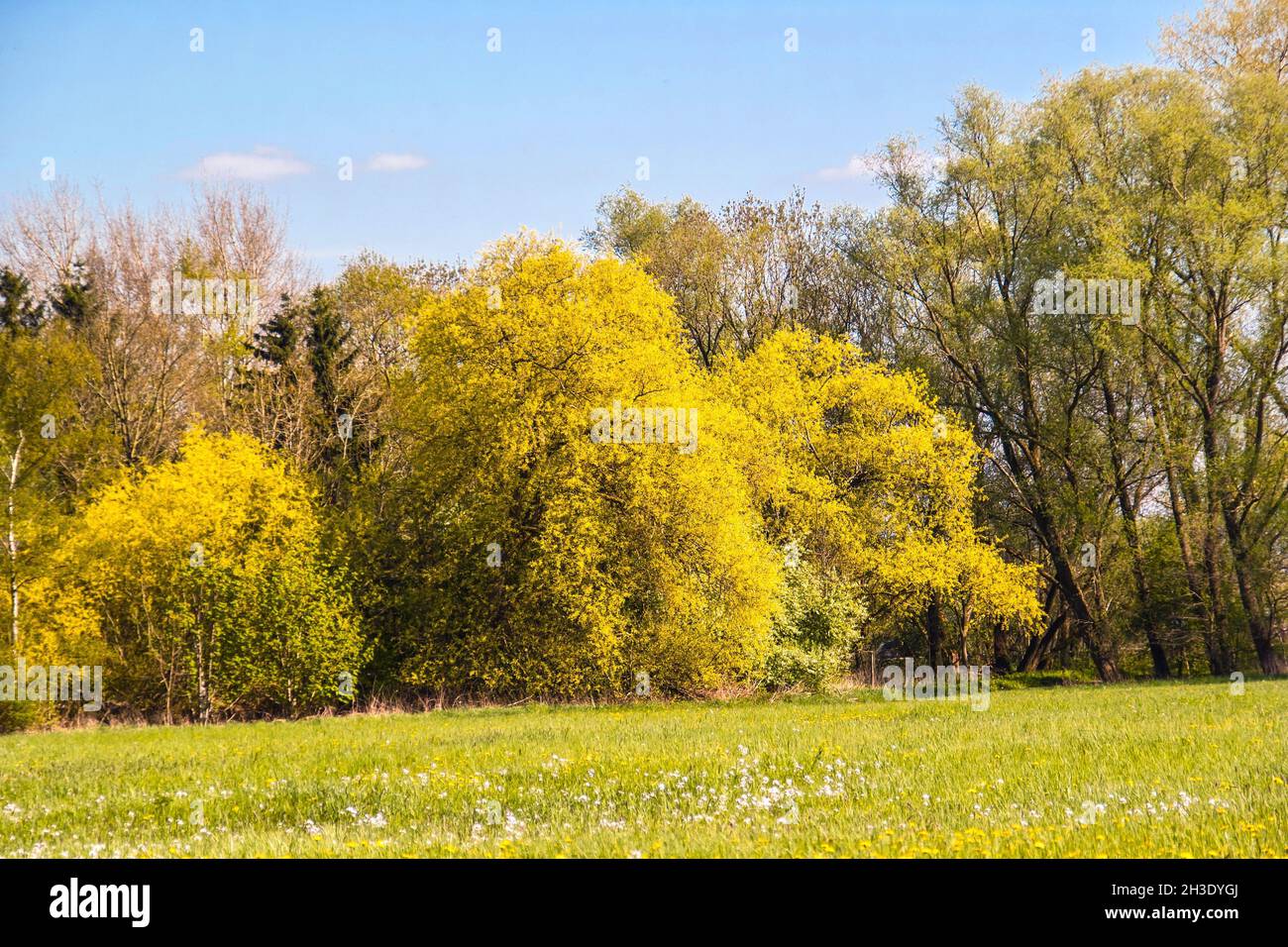White willow (Salix alba), White willows blooming in May in a floodplain at the Lower Weser, Germany, Lower Saxony Stock Photo