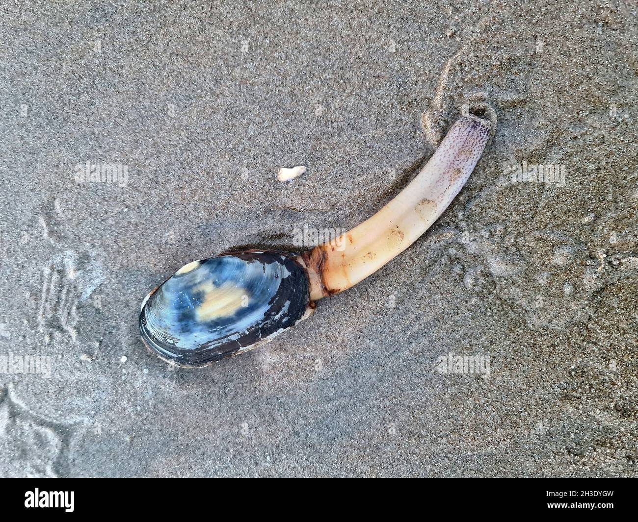 sand gaper, softshelled clam, softshell clam, largeneck clam, steamer