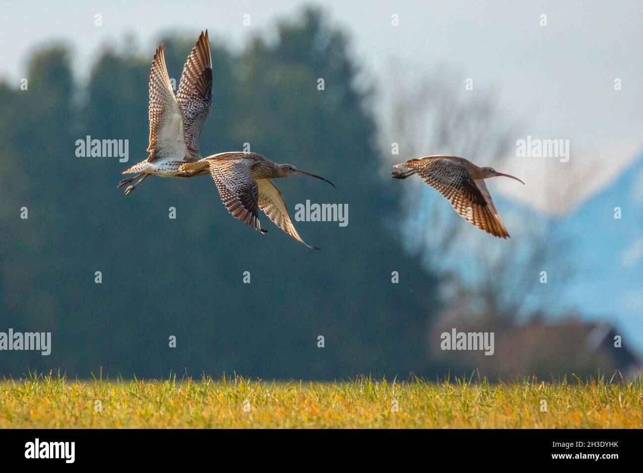 western curlew (Numenius arquata), small flock flying above a meadow, Germany Stock Photo