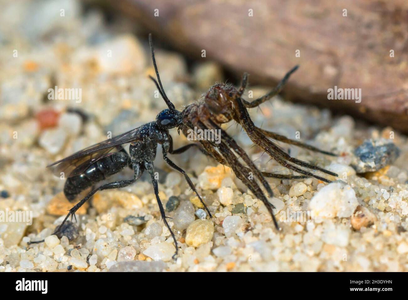 pompilids, spider-hunting wasps, spider wasps (Pompilidae (Psammocharidae)), spider wasp carries a paralysed spider to the breeding cave, Germany Stock Photo