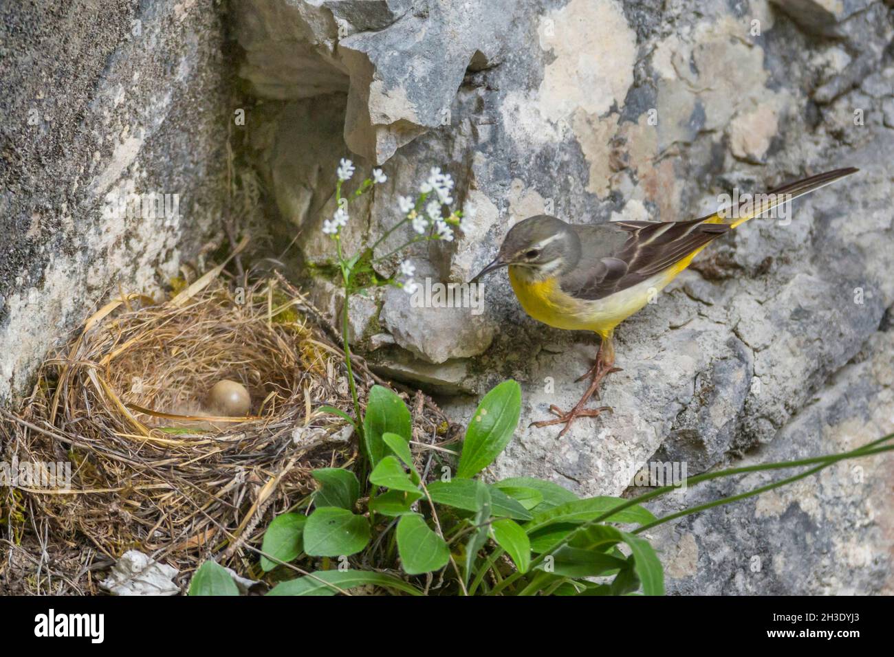 grey wagtail (Motacilla cinerea), female layed an egg into the nest at a rock wall, Germany Stock Photo