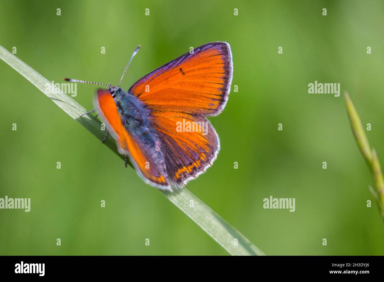 purple-edged copper (Lycaena hippothoe, Palaeochrysophanus hippothoe), male sits on a blade of grass, Germany Stock Photo