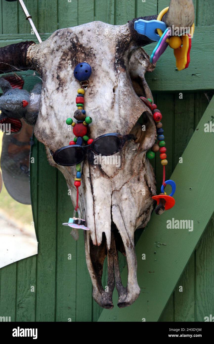 domestic cattle (Bos primigenius f. taurus), cow head on wooden wall decorated with baby-soother chains, baby's rattle and sunglasses, Austria Stock Photo