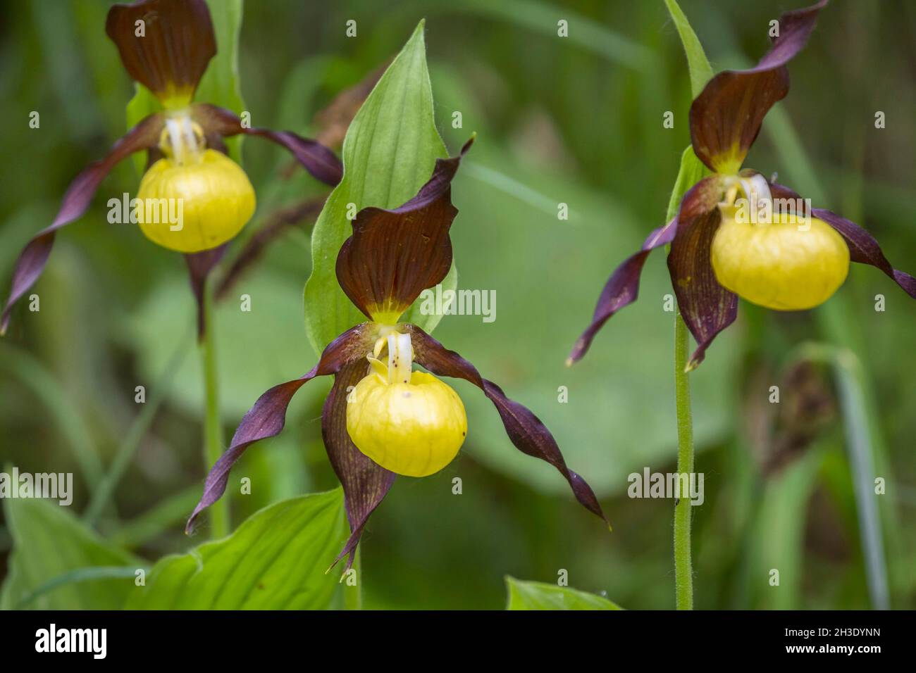 Lady's slipper orchid (Cypripedium calceolus), three flowers, Germany Stock Photo