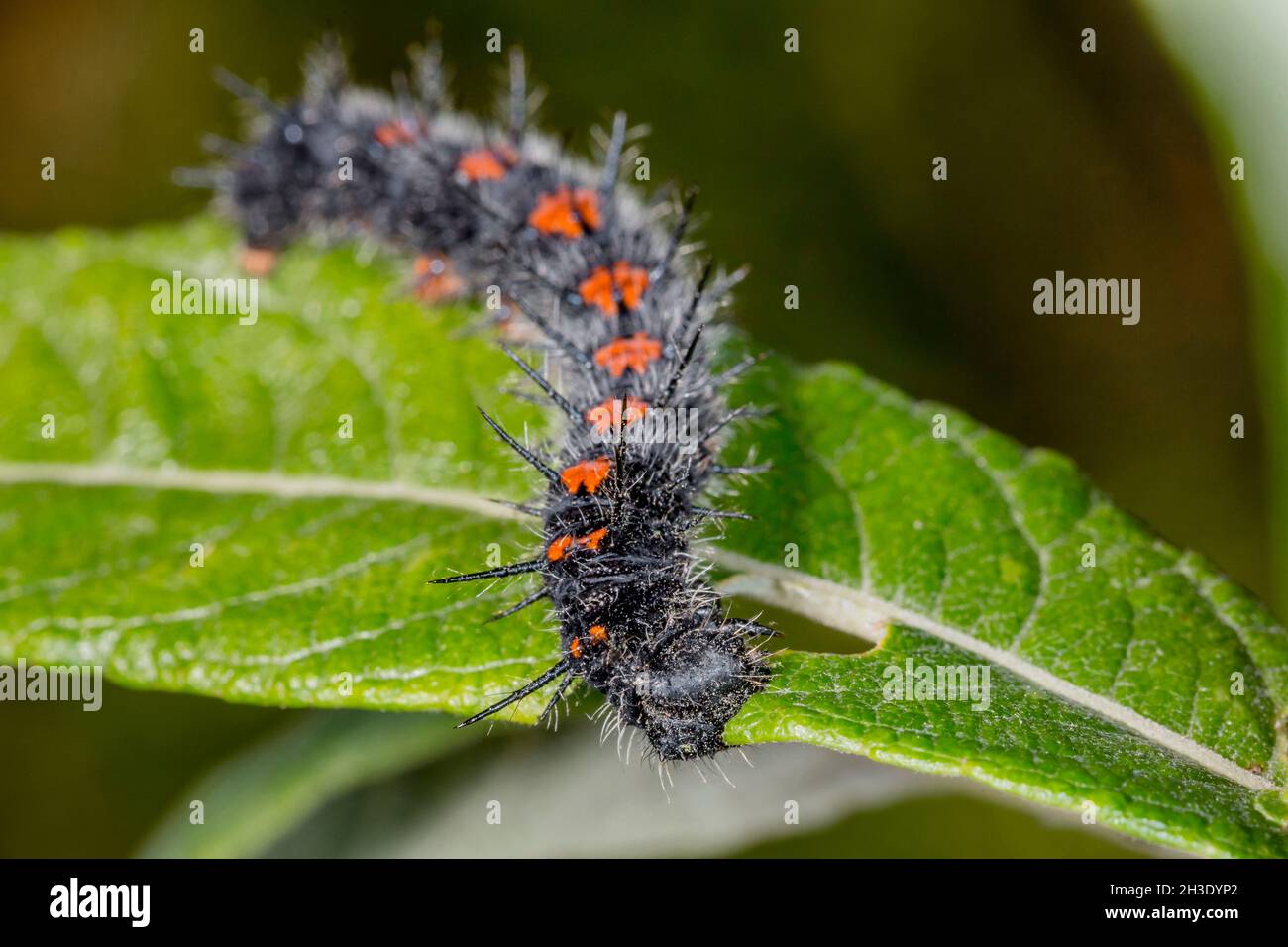 Camberwell beauty (Nymphalis antiopa), caterpillar feeds a wiilow leaf, Germany Stock Photo