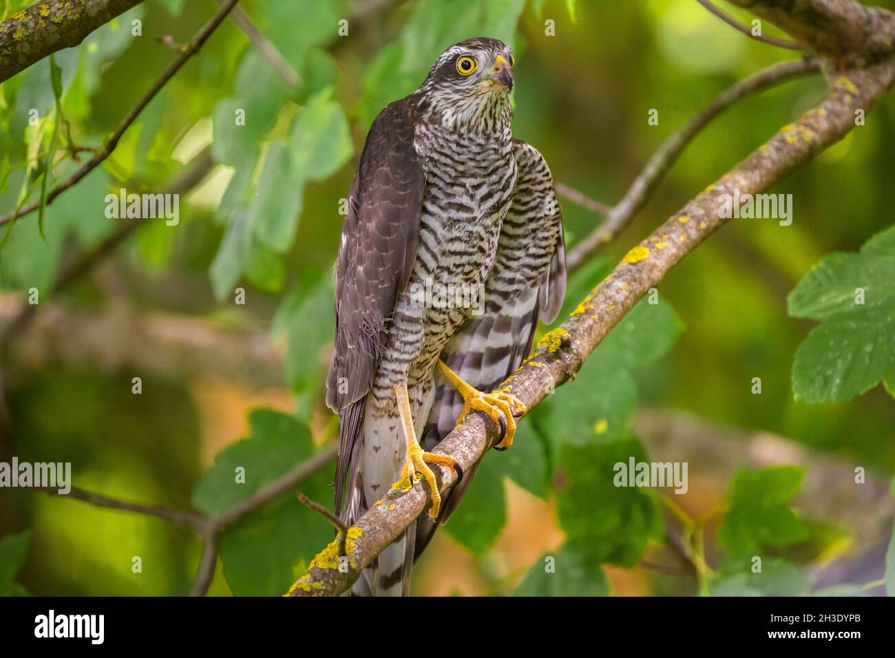 northern sparrow hawk (Accipiter nisus), female perches in a tree, observing surroundings , Germany Stock Photo