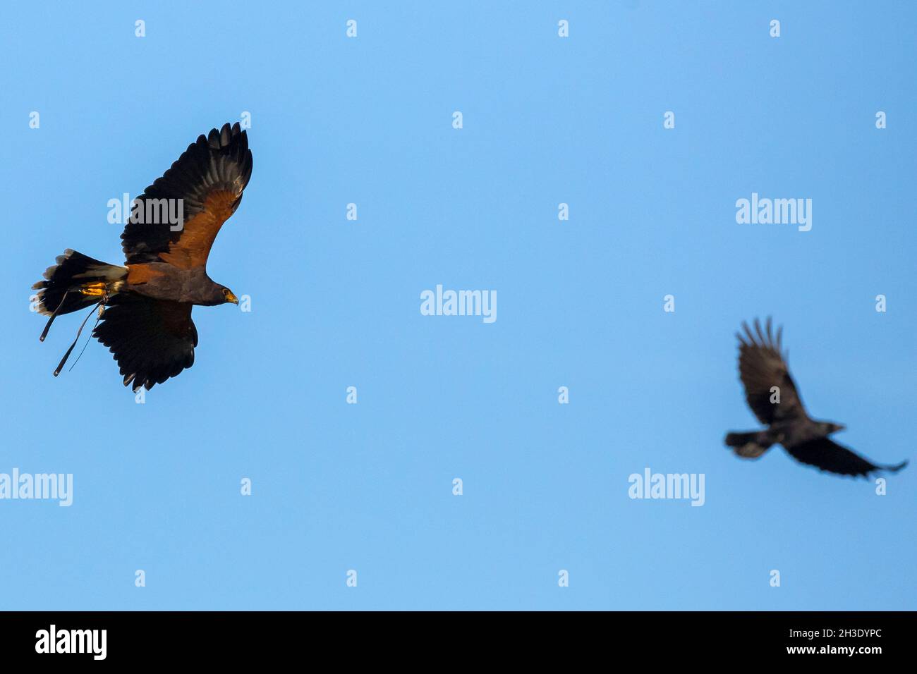 harris' hawk (Parabuteo unicinctus), pursuing a crow in the air, falconry, Germany Stock Photo