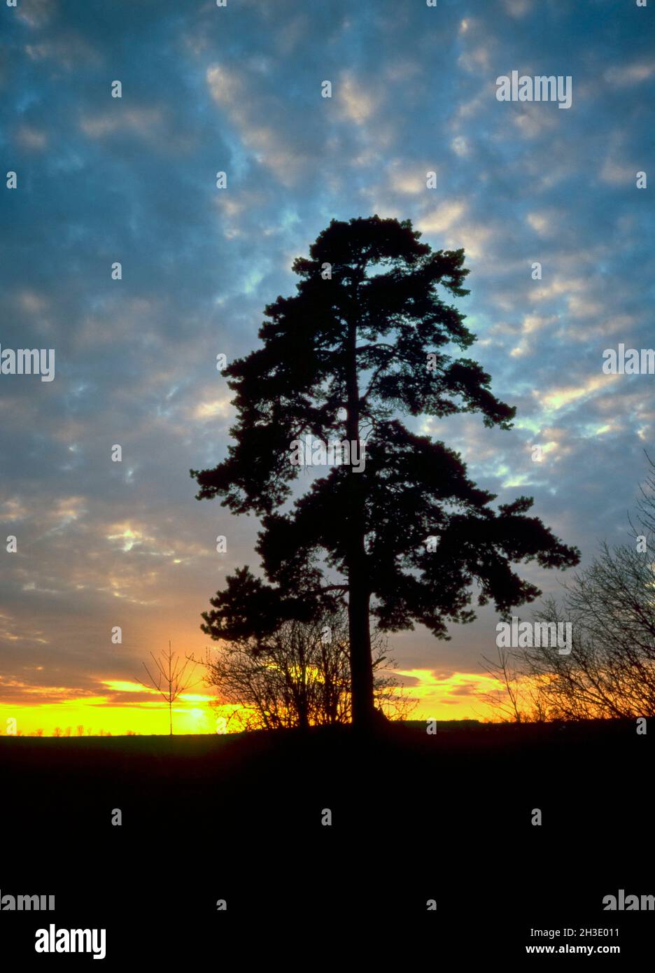 Scotch pine, Scots pine (Pinus sylvestris), Silhouette of a pine in front of setting sun, Germany, Bavaria, Donautal Stock Photo