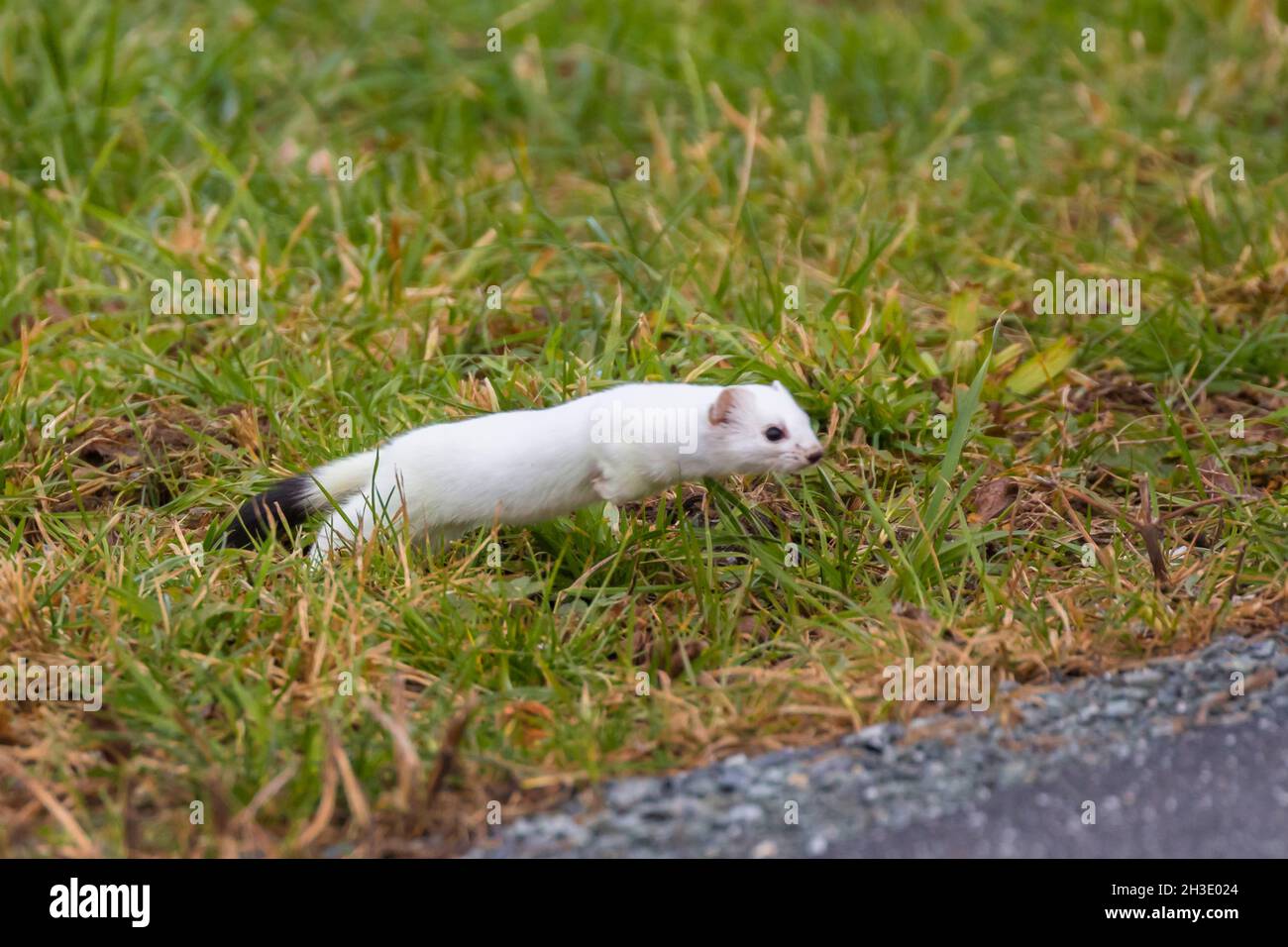 Ermine, Stoat, Short-tailed weasel (Mustela erminea), in winter fur, jumping out of the grass onto a street , Germany Stock Photo
