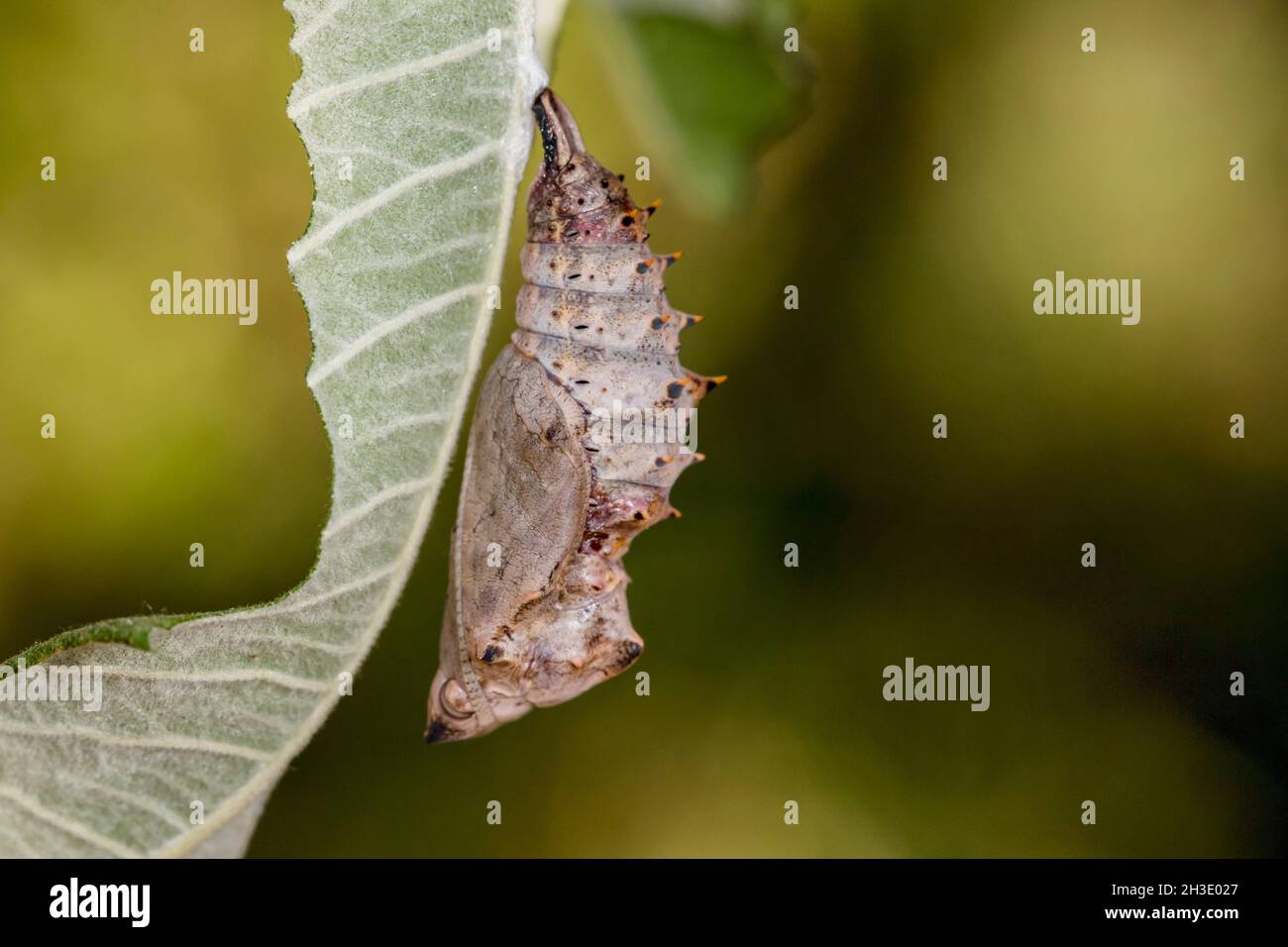 Camberwell beauty (Nymphalis antiopa), pupa at a dried leaf, Germany Stock Photo
