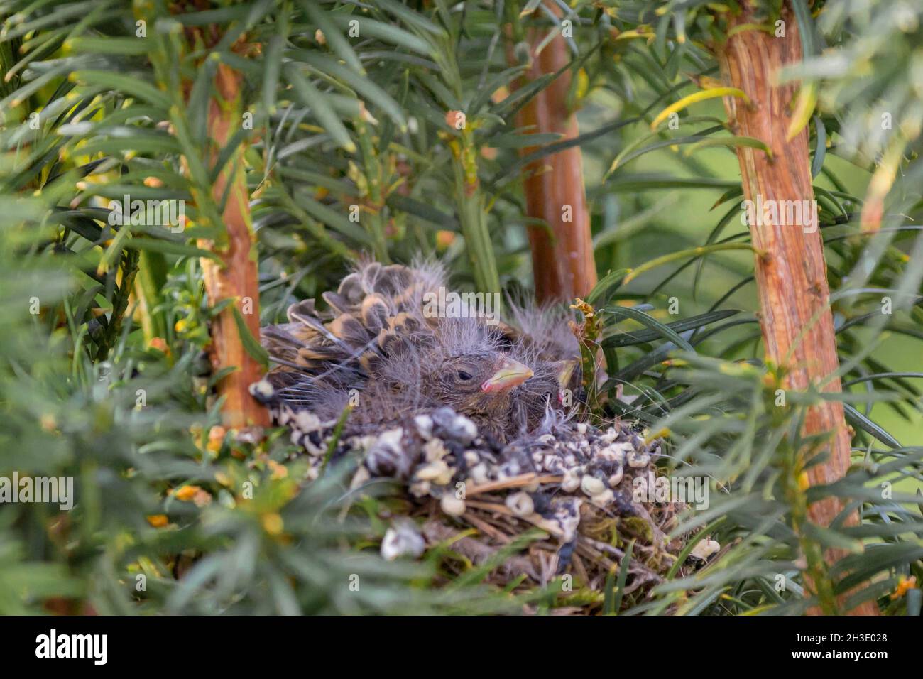 European serin (Serinus serinus), chick in the nest stretching its wings, Germany Stock Photo