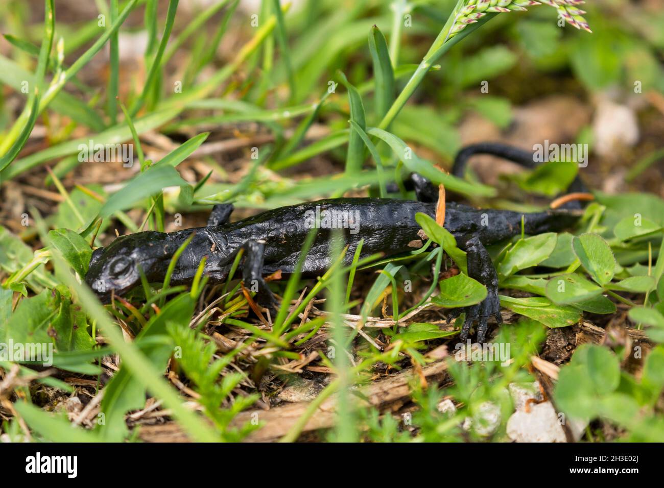 Alpine salamander, European Alpine salamander (Salamandra atra), dead Alpine salamander, dried in a meadow, Germany Stock Photo