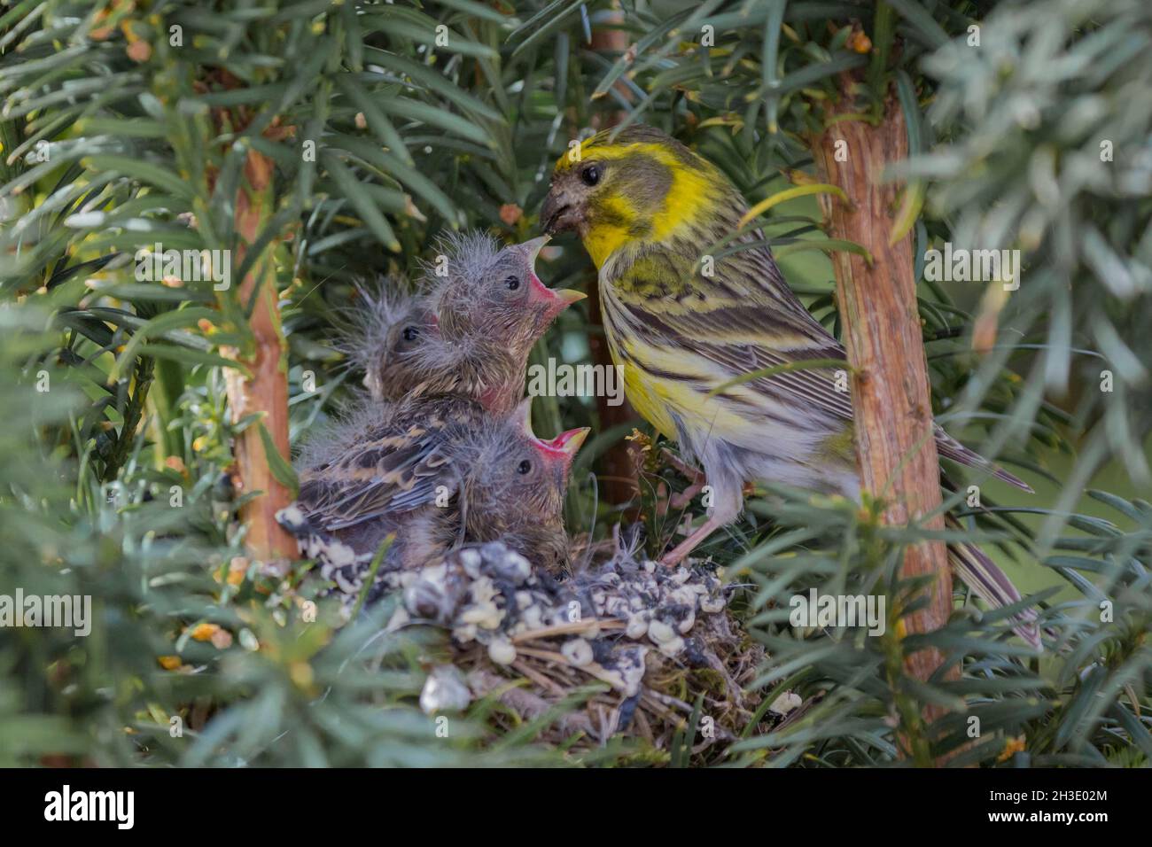 European serin (Serinus serinus), Male feeds the chicks in the nest, regurgitating seeds from its craw, Germany Stock Photo