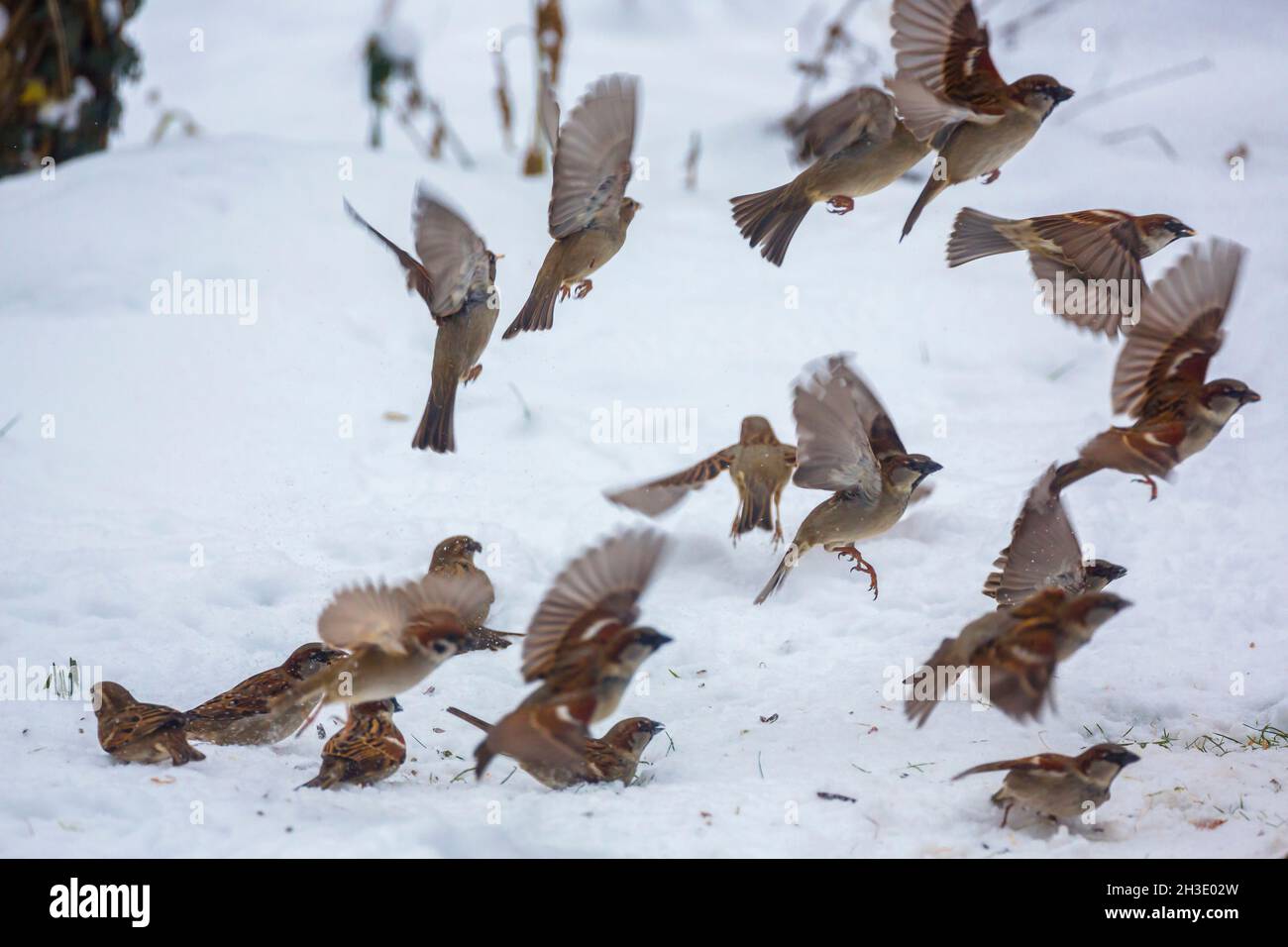 house sparrow (Passer domesticus), small swarm flying up from winter feeding , Germany Stock Photo