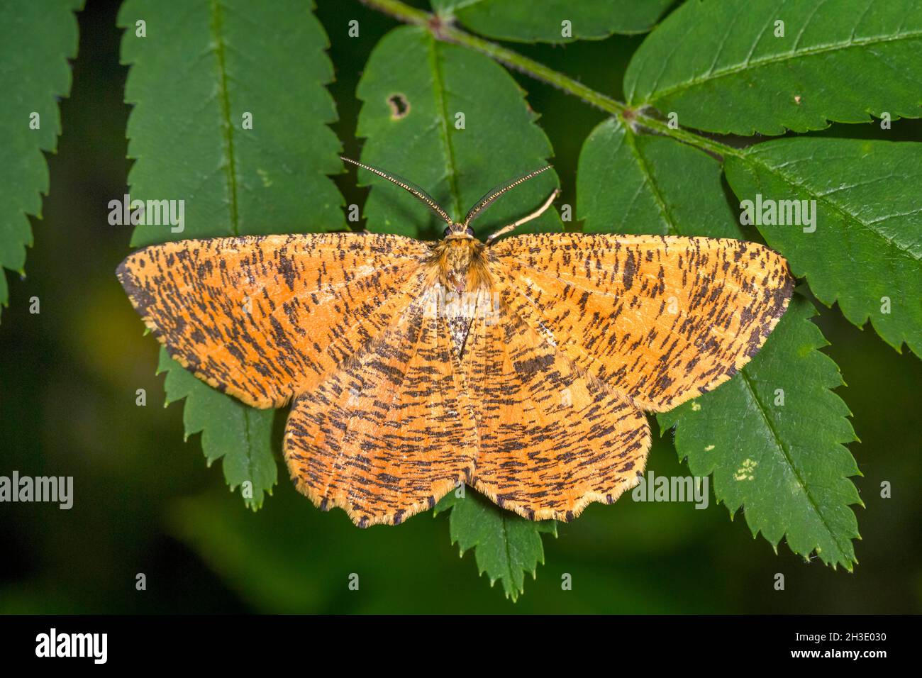 orange moth (Angerona prunaria), resting on a leaf during the day , Germany Stock Photo
