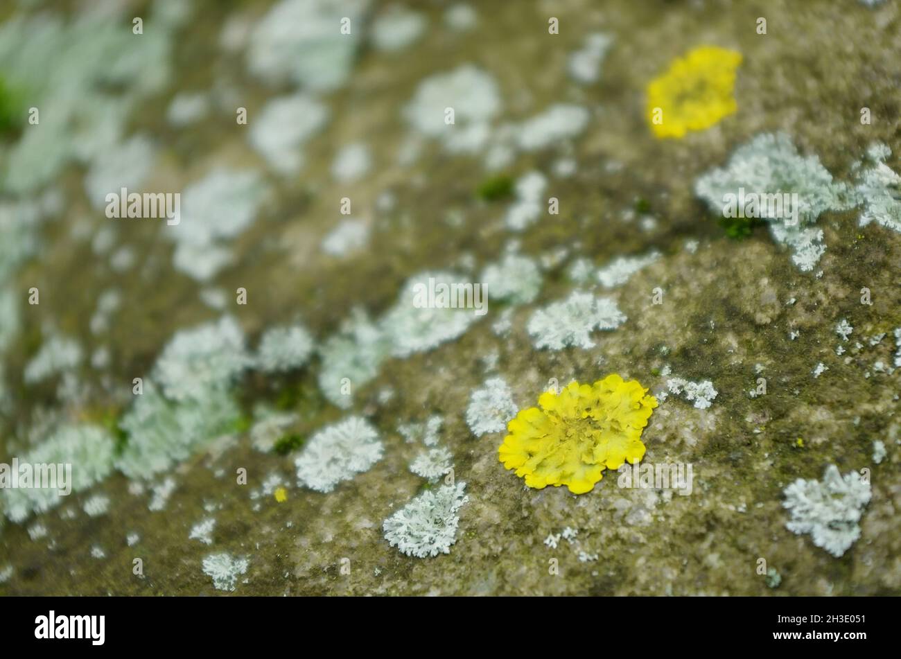 Yellow lichen on the bark of a tree. Tree trunk affected by lichen. Moss on a tree branch. Textured wood surface with lichens colony. Fungus ecosystem Stock Photo