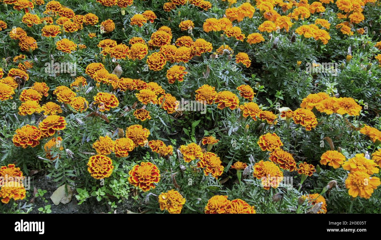 marigold (Tagetes spec.), bicoloured marigolds Stock Photo