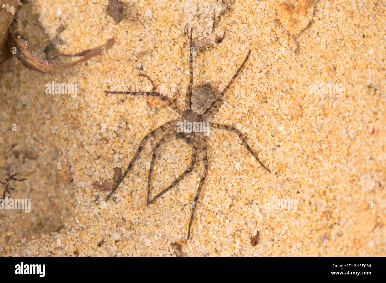 wolf spider (Arctosa cinerea) (Arctosa cinerea), sunbaths on sandy ground, Germany Stock Photo