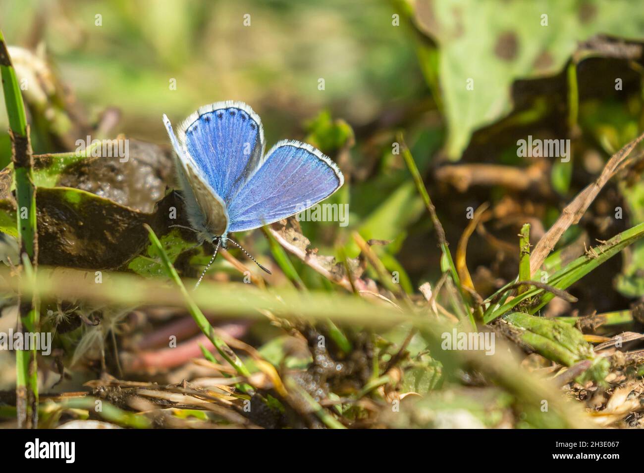 common blue (Polyommatus icarus), sits on the ground, sucking manure, Germany Stock Photo