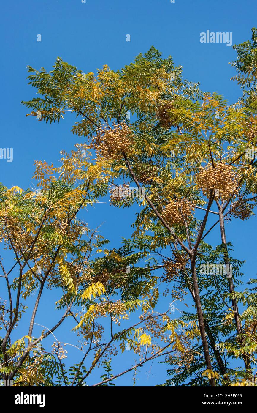Chinaberry tree hi-res stock photography and images - Alamy