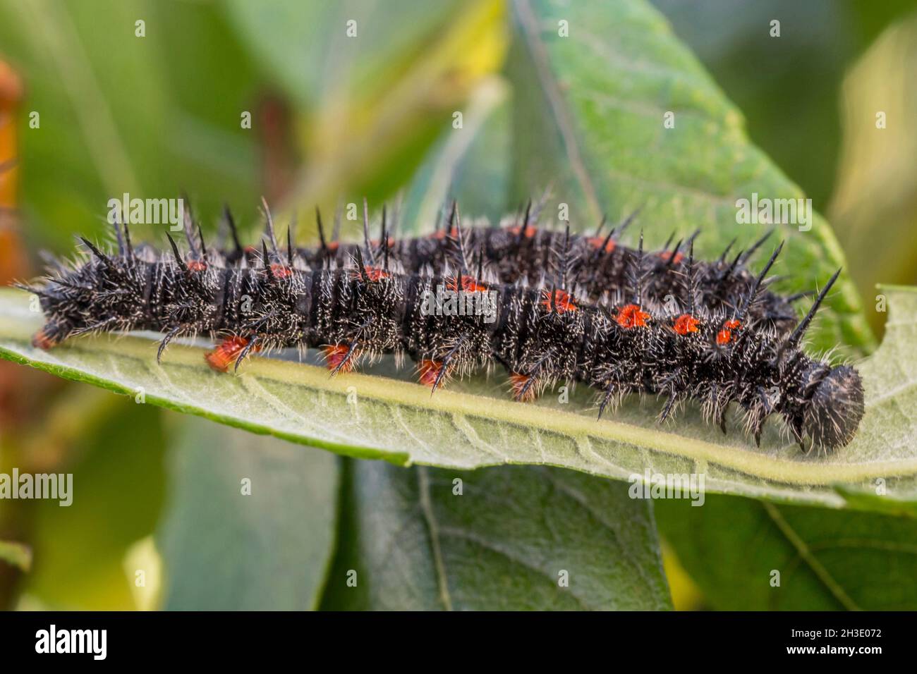 Camberwell beauty (Nymphalis antiopa), adult caterpillars sunbathing on a willow leaf, Germany Stock Photo