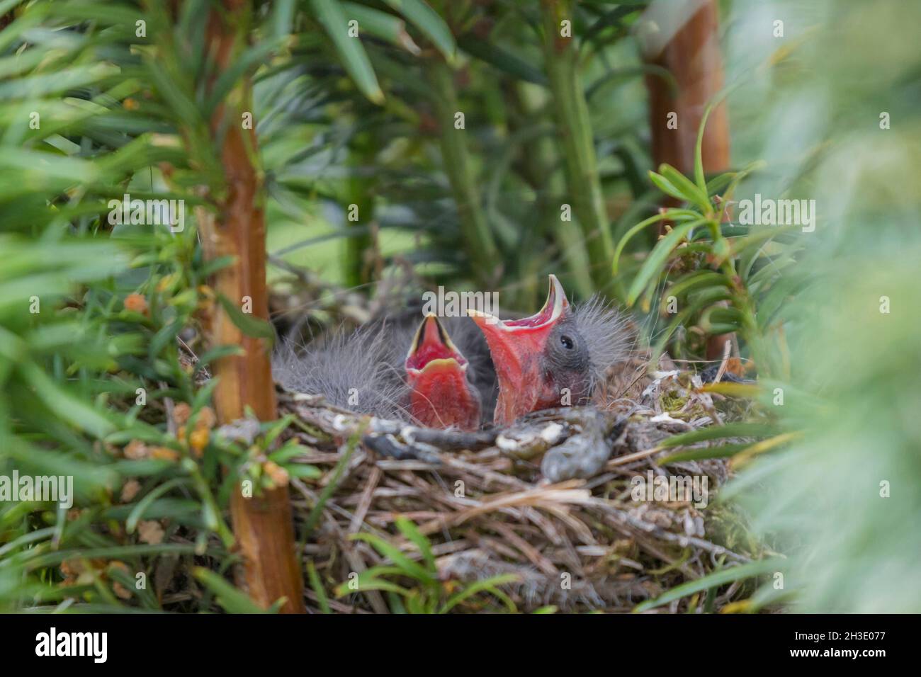European serin (Serinus serinus), young birds begging in the nest , Germany Stock Photo