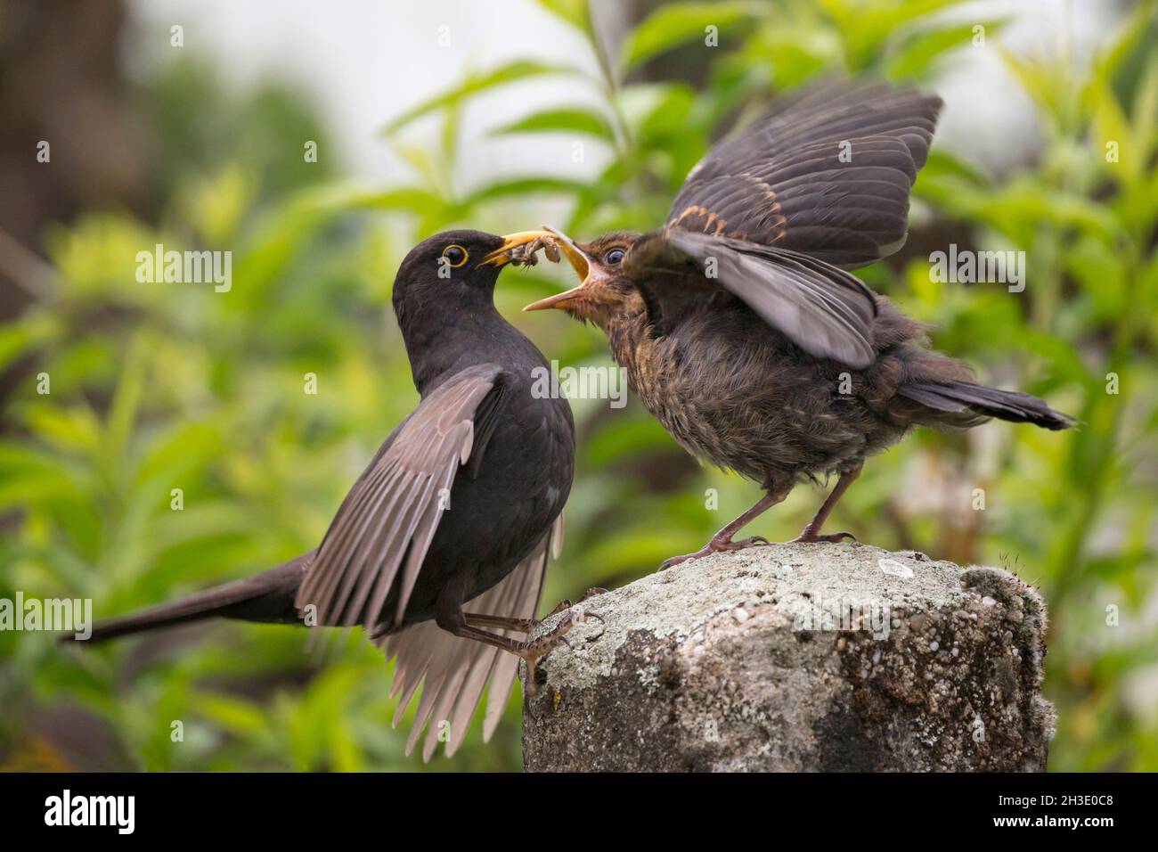 blackbird (Turdus merula), Juvenile is fed on a fence post, Germany Stock Photo