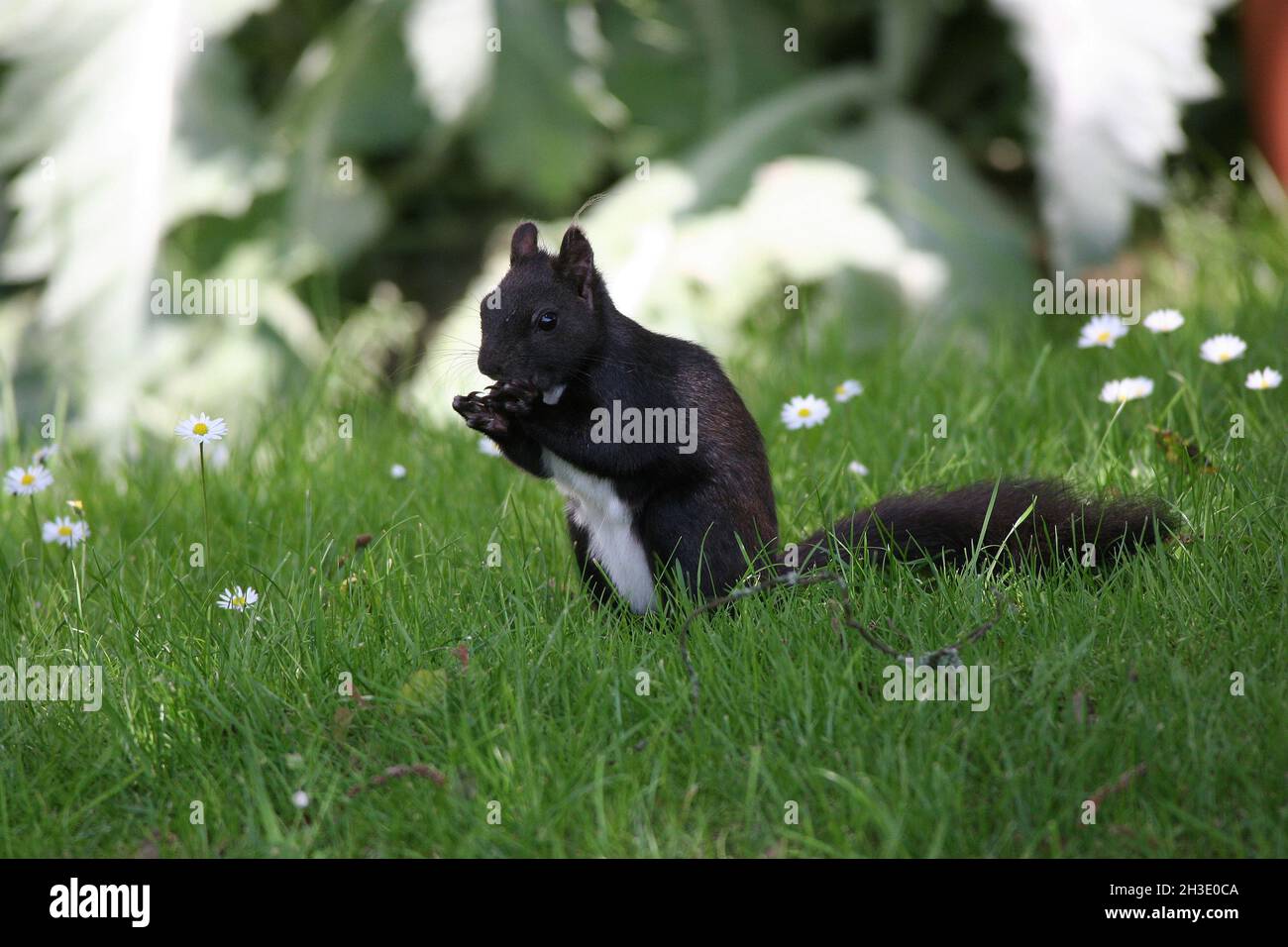 European red squirrel, Eurasian red squirrel (Sciurus vulgaris), Black Squirrel sits in a meadow feeding, Germany Stock Photo
