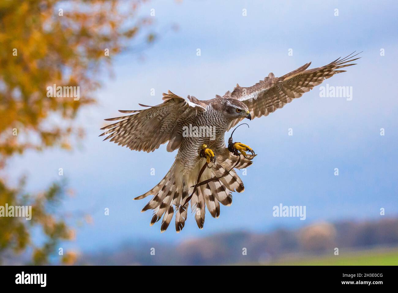northern goshawk (Accipiter gentilis), landing, falconry, Germany Stock Photo