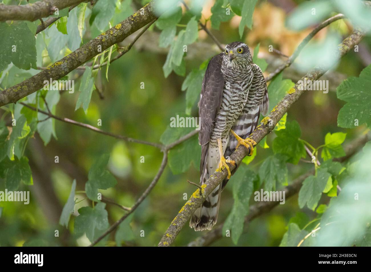 northern sparrow hawk (Accipiter nisus), female waits in a tree and peeking into the surroundings , Germany Stock Photo