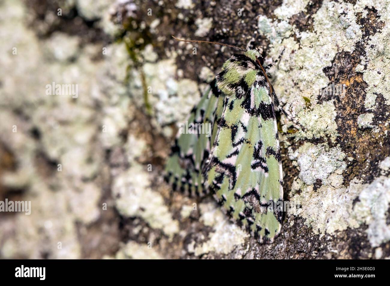 Scarce Merveille du jour (Moma alpium, Daseoacheta alpium, Diphthera alpium), resting at a lichened rock, Germany Stock Photo