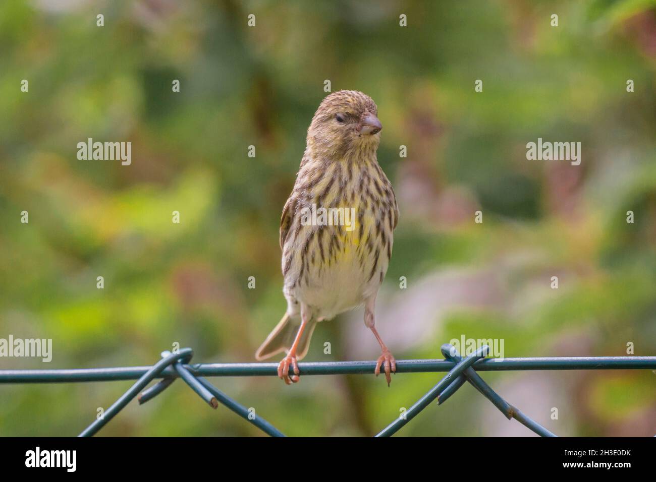 European serin (Serinus serinus), female perched on a garden fence, stretching, Germany Stock Photo