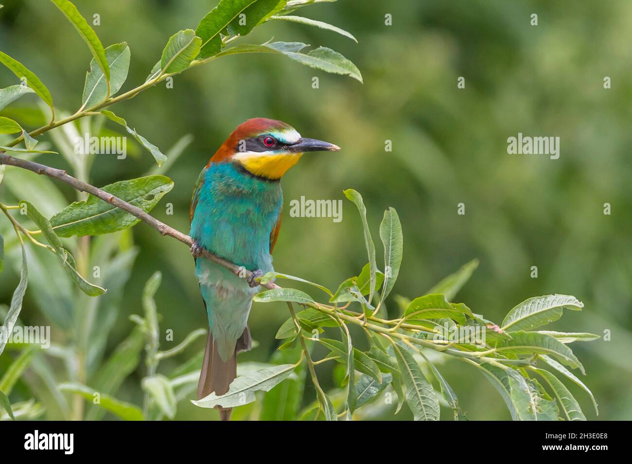 European bee eater (Merops apiaster), perched on a willow twig, Germany Stock Photo