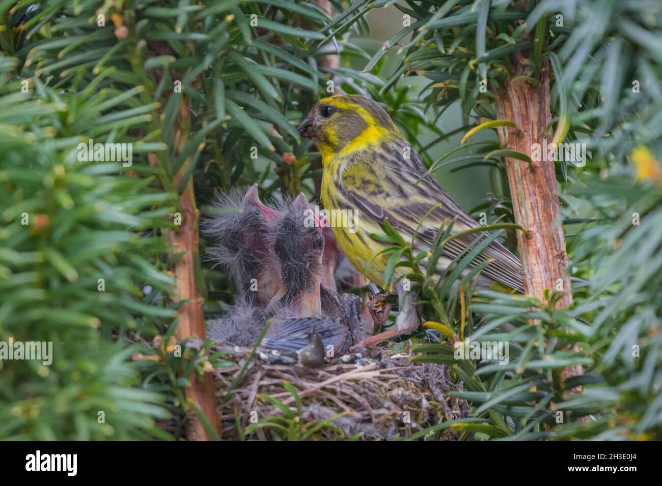 European serin (Serinus serinus), male feeding on the nest, young birds begging for food, Germany Stock Photo
