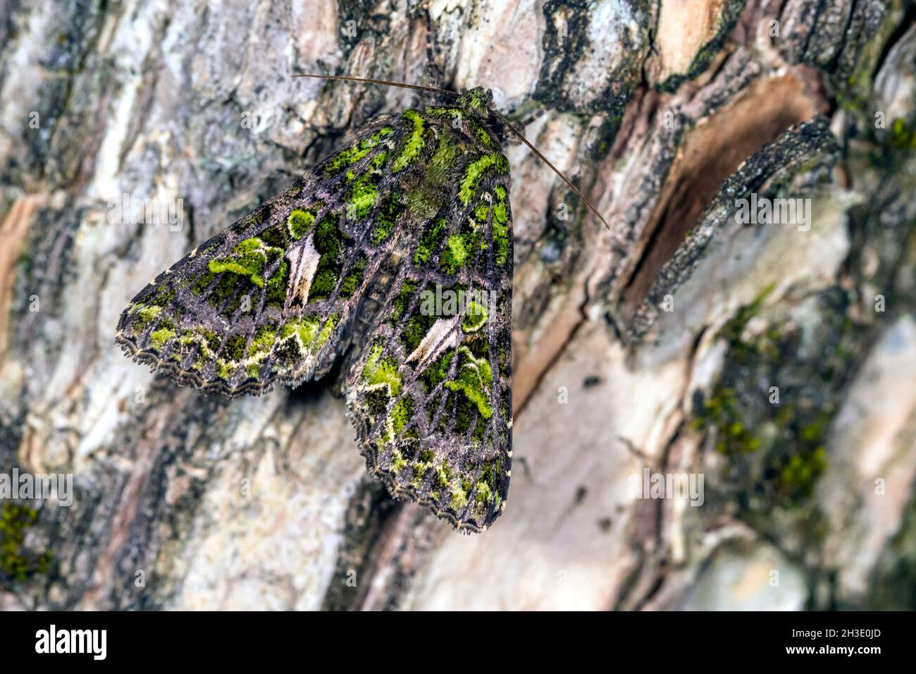 Orache moth (Trachea atriplicis), resting on a piece of bark , Germany Stock Photo