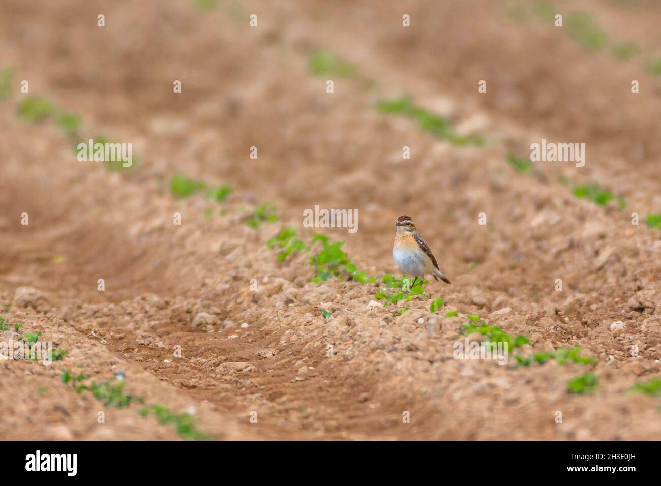 whinchat (Saxicola rubetra), perched on a furrow in a field, Germany Stock Photo