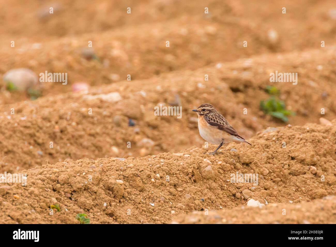 whinchat (Saxicola rubetra), sits on a furrow in a field, Germany Stock Photo