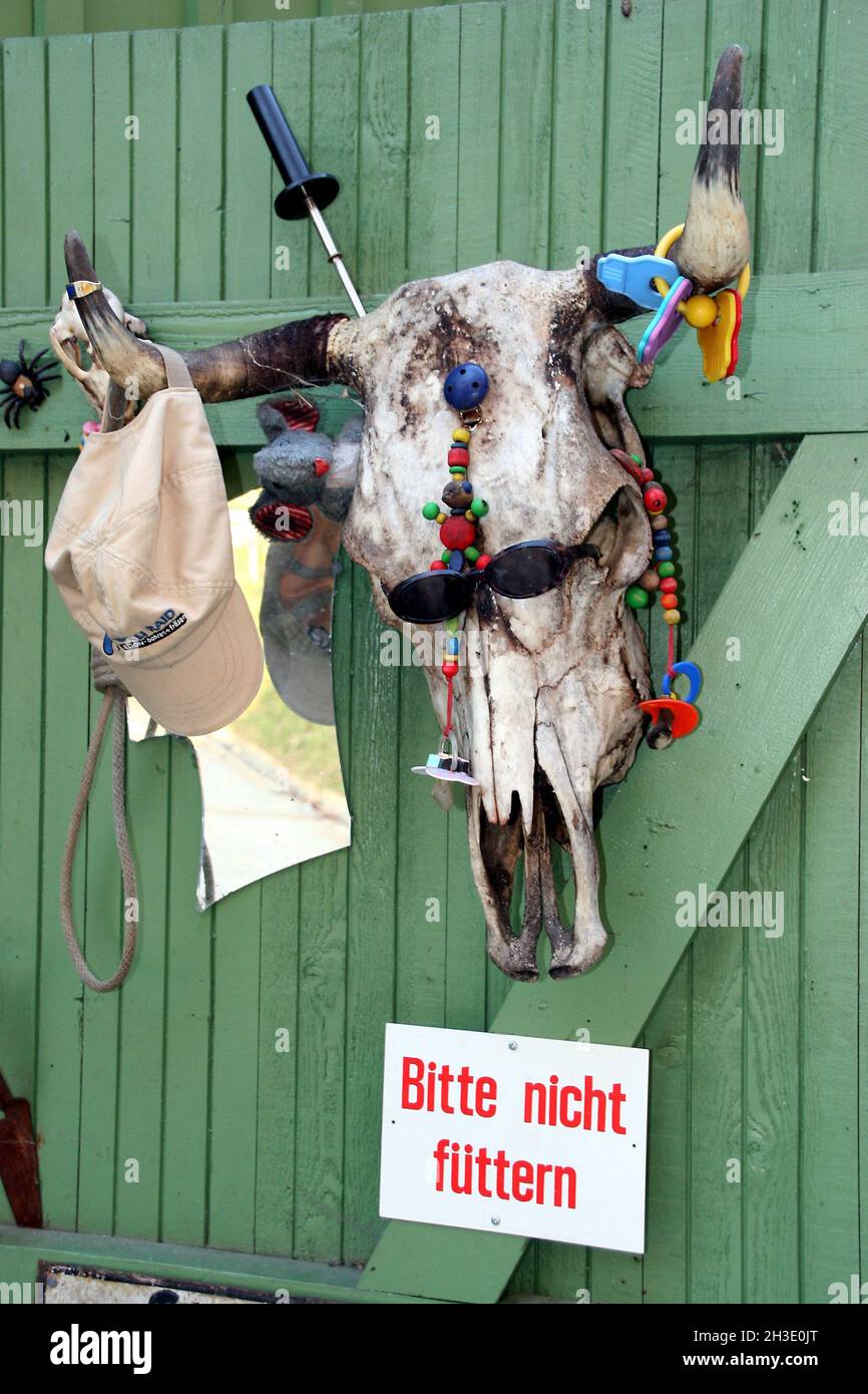 domestic cattle (Bos primigenius f. taurus), cow head on wooden wall decorated with baby-soother chains, baby's rattle and sunglasses, sign: don't Stock Photo