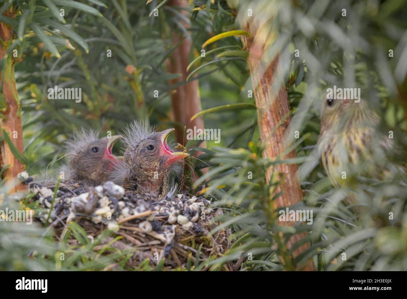 European serin (Serinus serinus), female perched hidden near the nest, chicks are begging, Germany Stock Photo