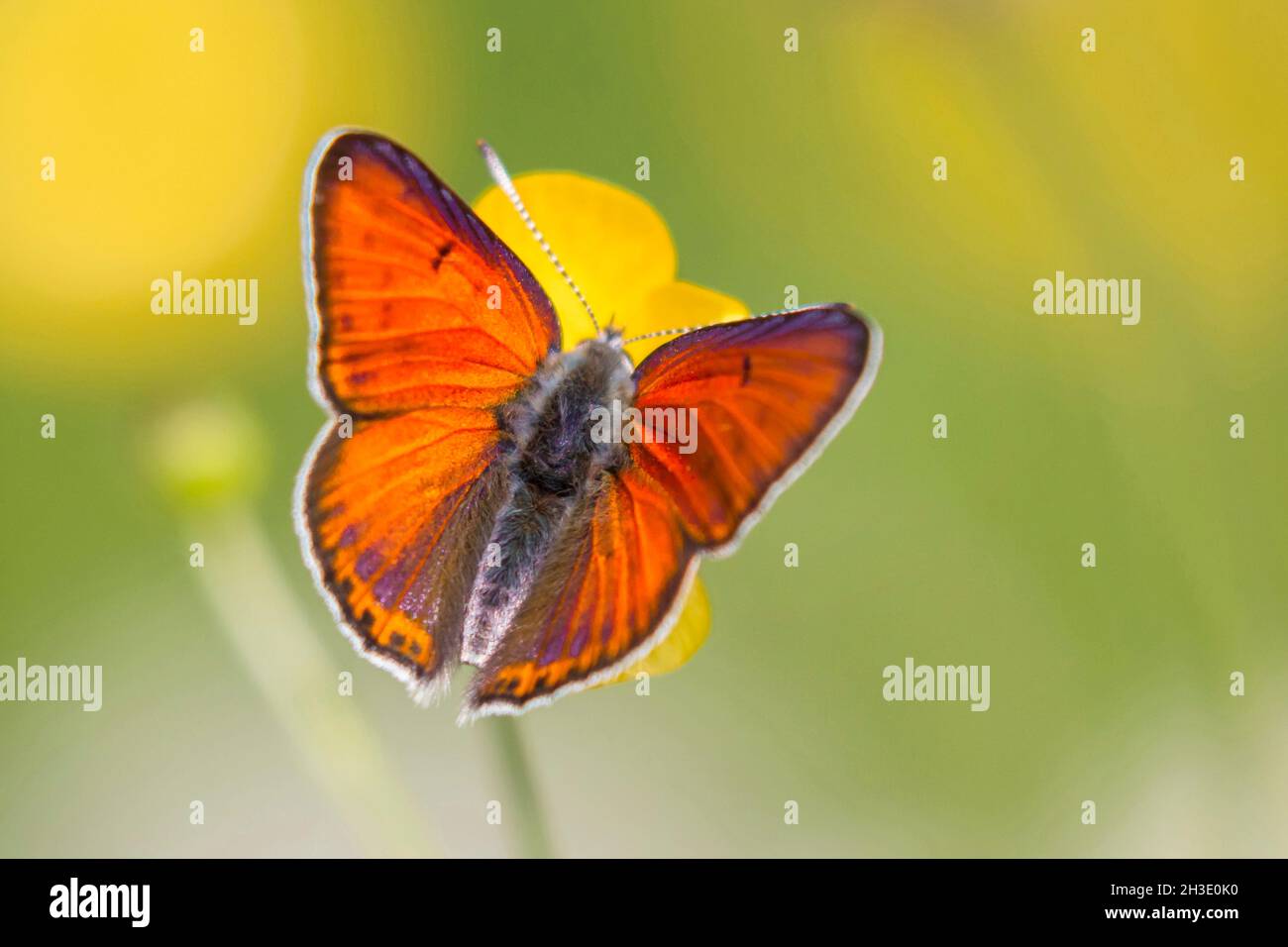 purple-edged copper (Lycaena hippothoe, Palaeochrysophanus hippothoe), male sits on a buttercup flower, Germany Stock Photo