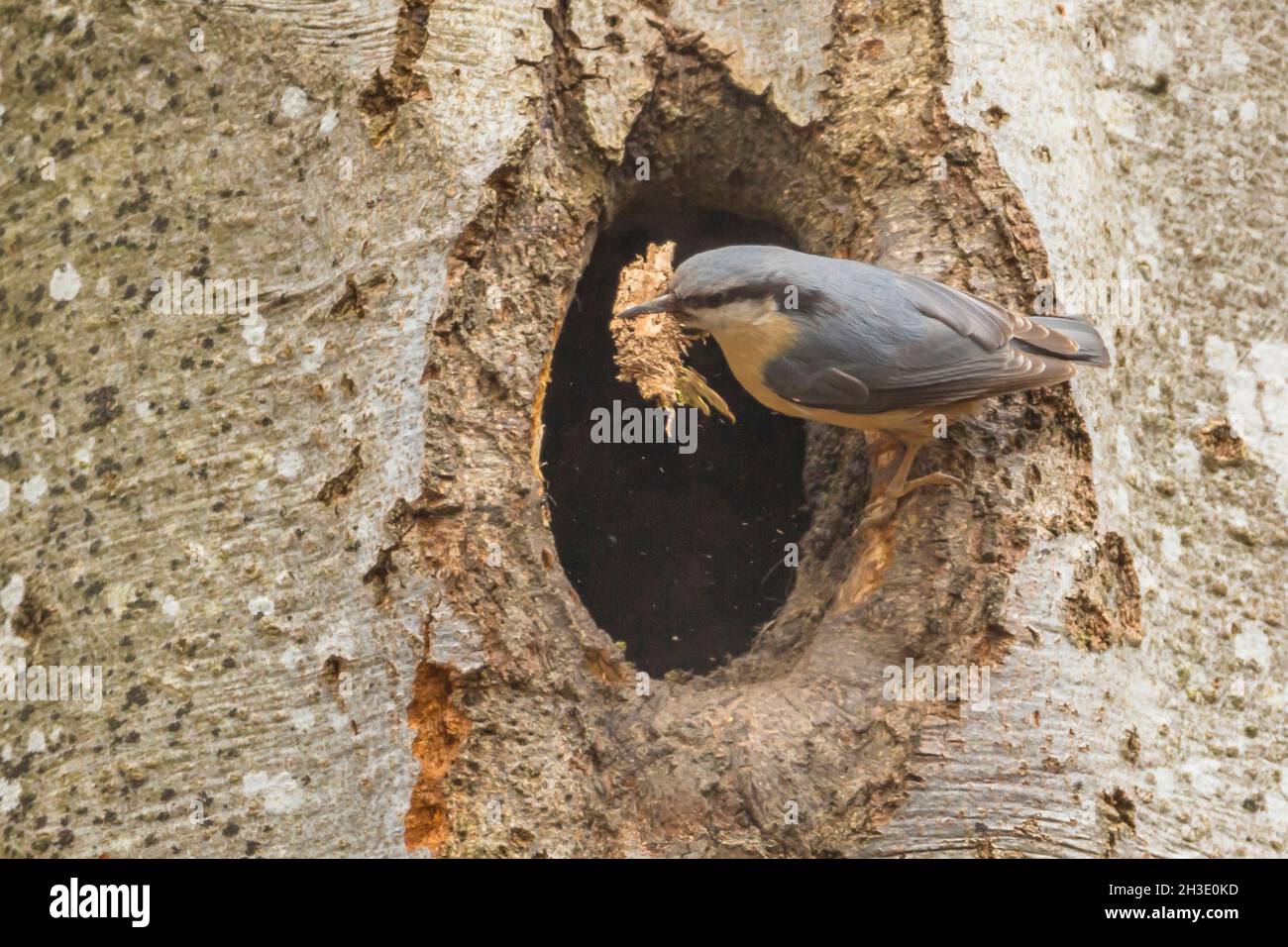 Eurasian nuthatch (Sitta europaea), carries nesting material into a woodpeckers cave, Germany Stock Photo