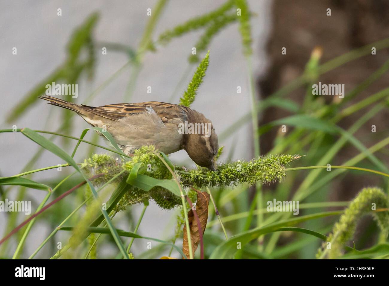 house sparrow (Passer domesticus), female foraging on a blade of grass, Germany Stock Photo