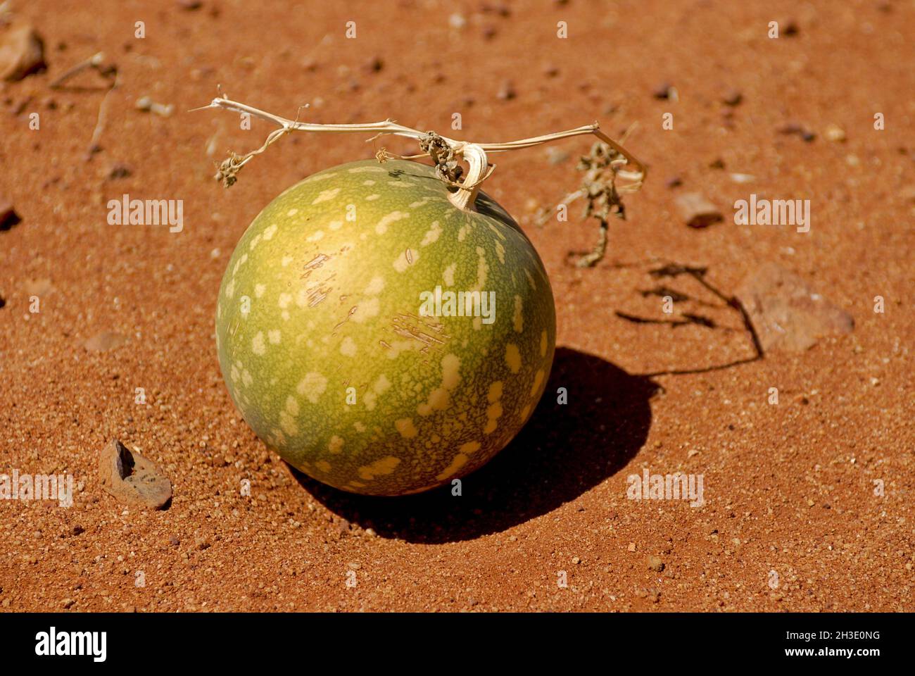 bitter apple, colocynth (Citrullus colocynthis), fruit lying in outback, Australia Stock Photo