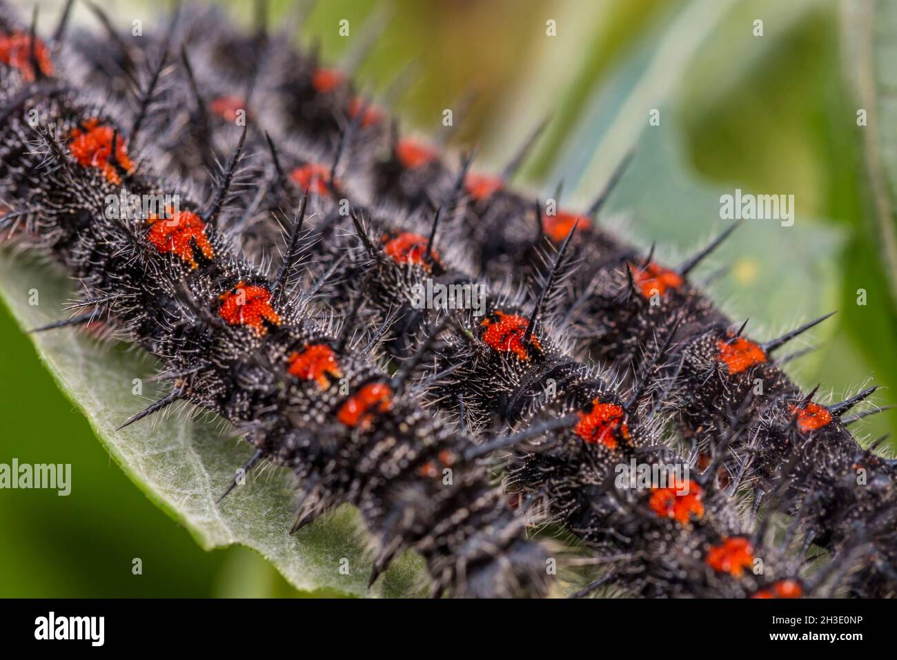 Camberwell beauty (Nymphalis antiopa), adult caterpillars, detail, Germany Stock Photo