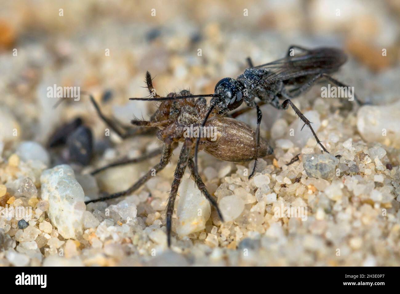 pompilids, spider-hunting wasps, spider wasps (Pompilidae (Psammocharidae)), spider wasp caught a spider and paralysed it for transport, Germany Stock Photo