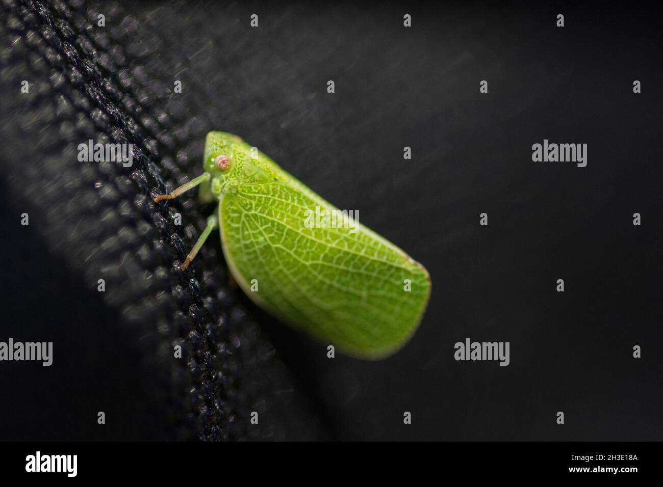 Macro shot of a Planthopper insect (Fulgoromorpha), over black background Stock Photo