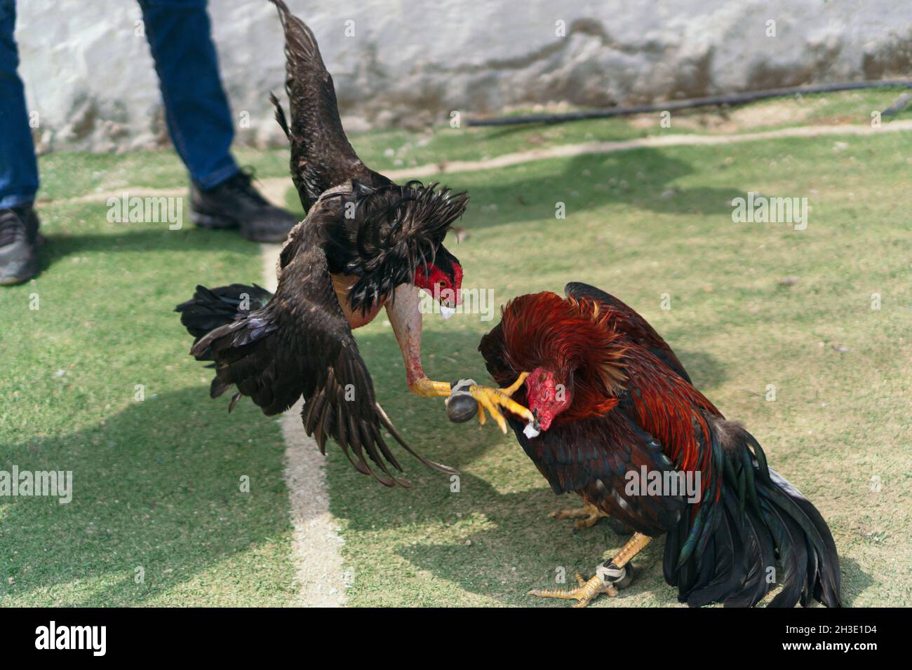 Two roosters fighting in a green grass. Two red roosters fighting. Stock Photo